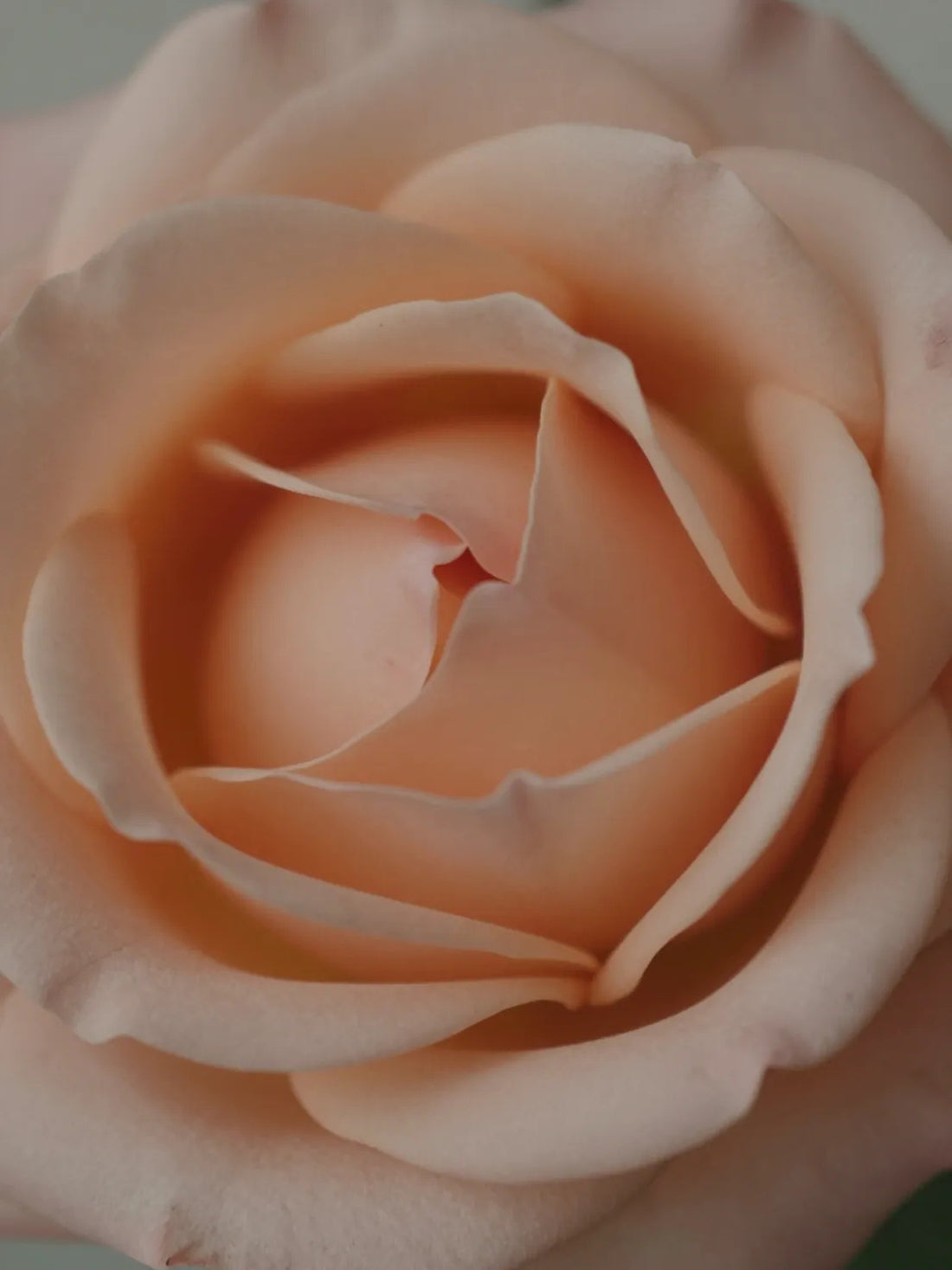 Rose flowers, close botanical macro, fresh natural detail, THE ROSE CONDITIONING WASH FOR MEN