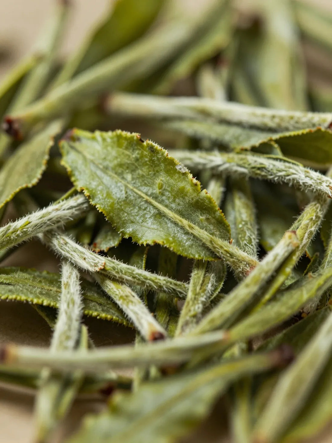 Fresh White Tea leaves, close botanical macro, fresh natural detail, CELLULAR ANTI-AGING RESURFACING CONCENTRATE