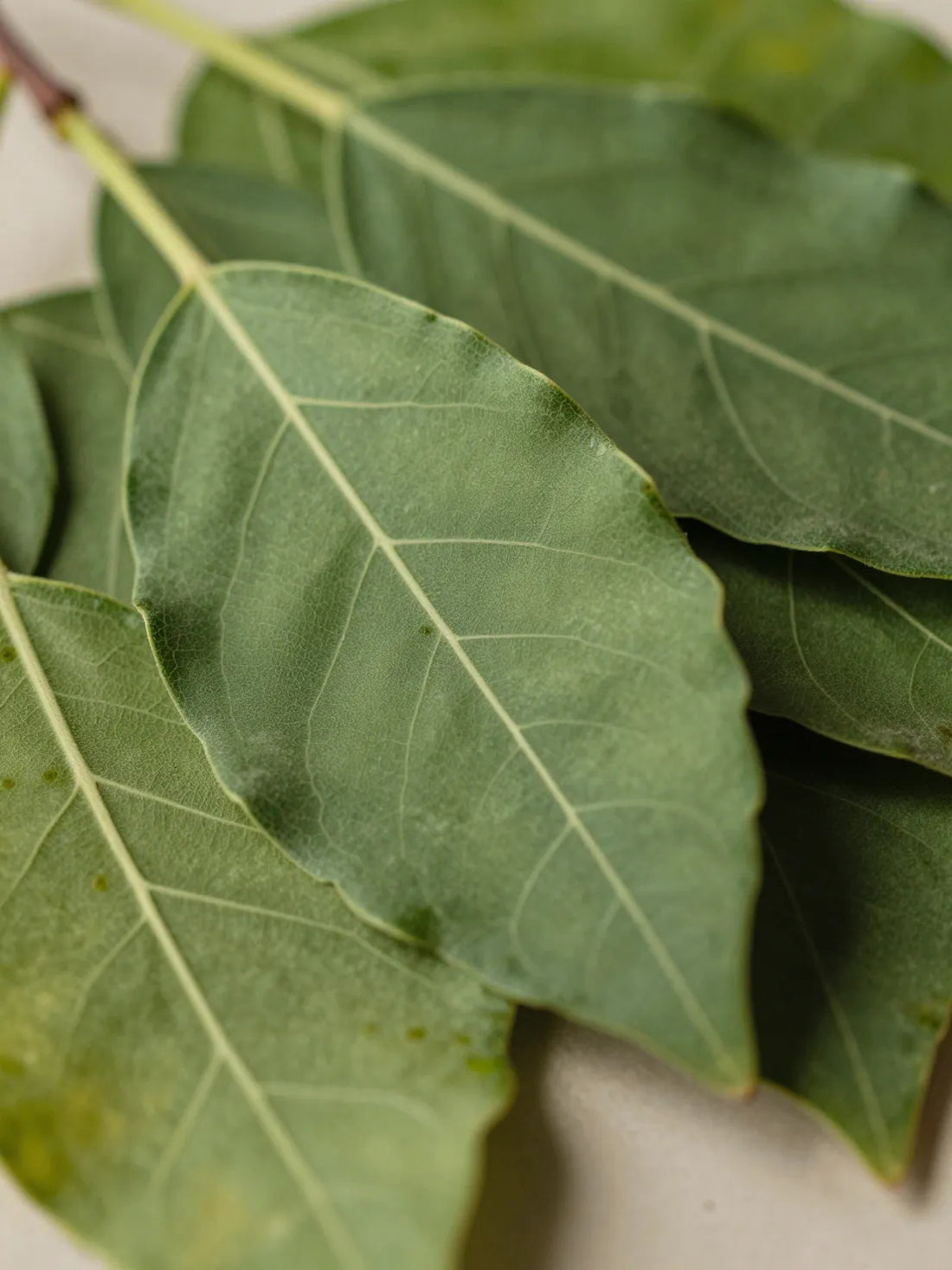 Fresh patchouli leaves, close botanical macro, fresh natural detail, POSTBIOTIC CALM SERUM