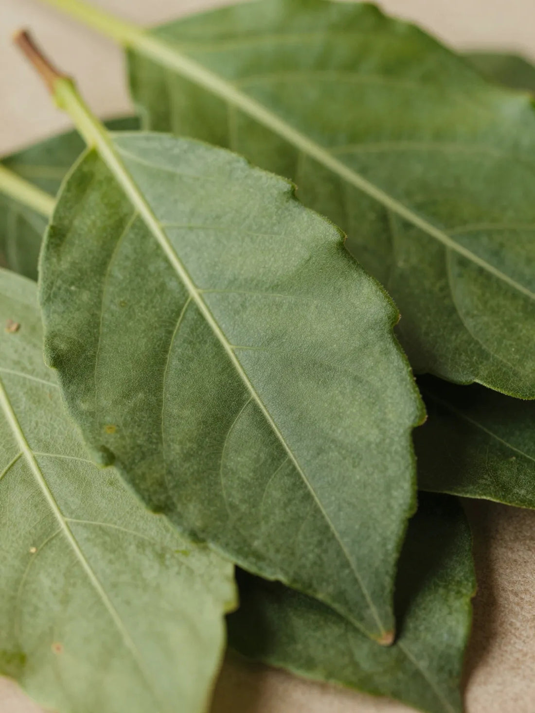 Fresh Mate leaves, close botanical macro, fresh natural detail, LACTIC ACID PURIFYING CLEANSER