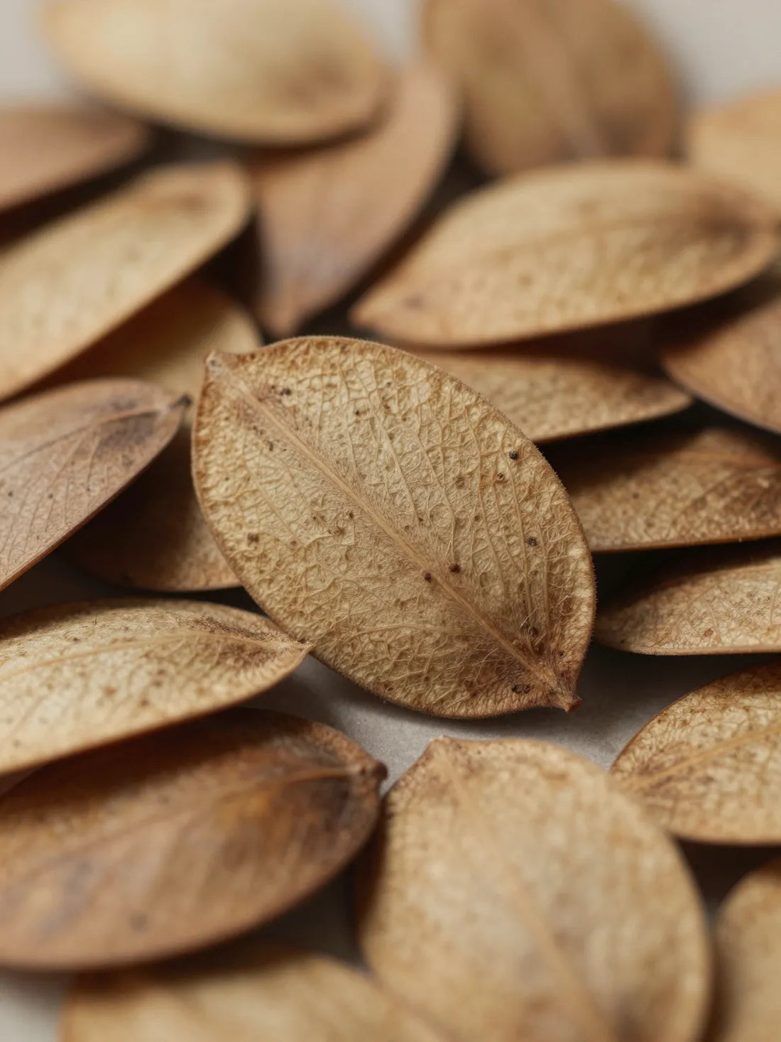 Horse Chestnut seeds, close botanical macro, natural shell and surface detail, PERIORBITAL COMFORT EYE CONCENTRATE