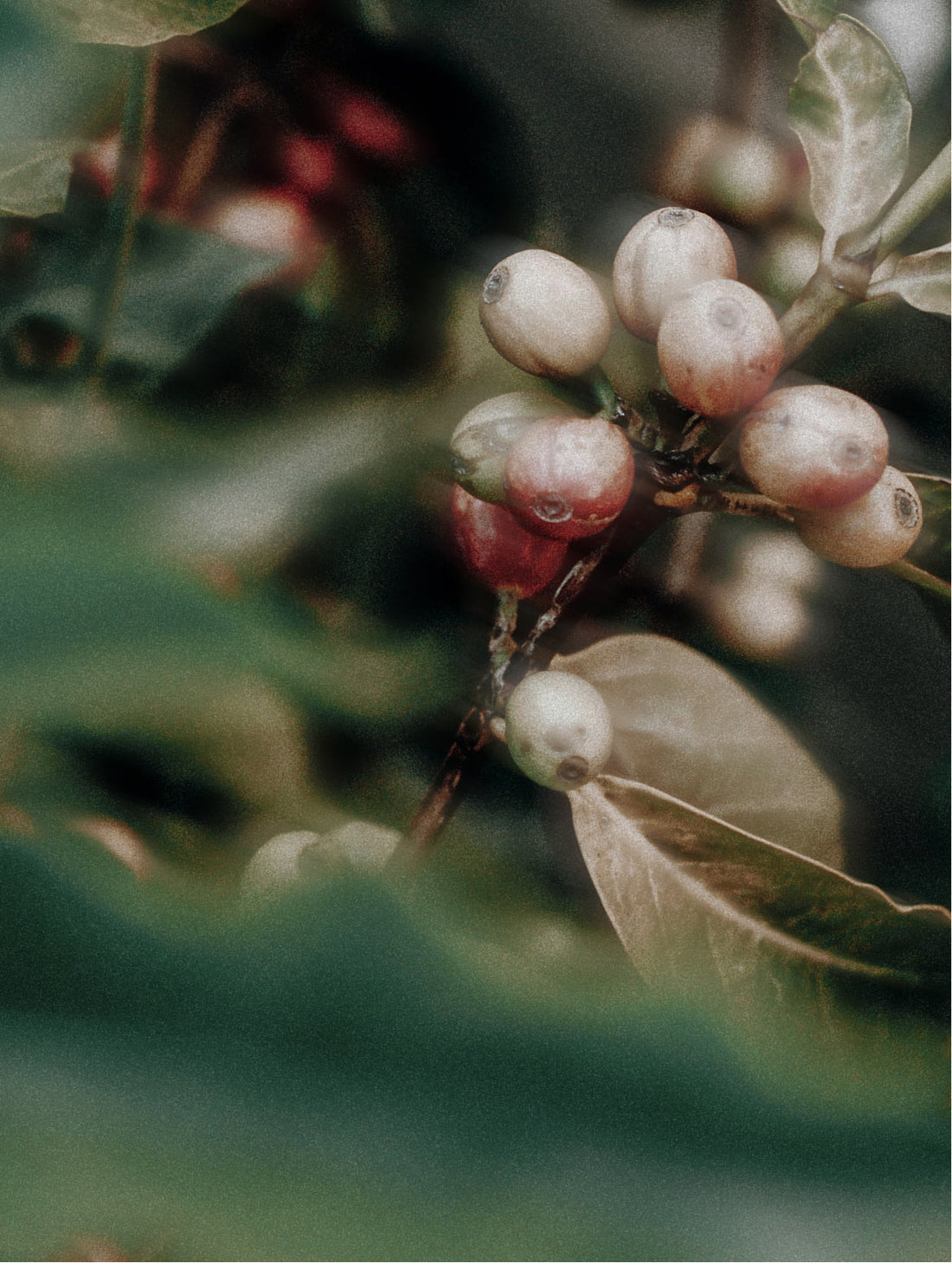 Small pale berries clustered on the branch, CAFFEINE DE-PUFF EYE BOOSTER