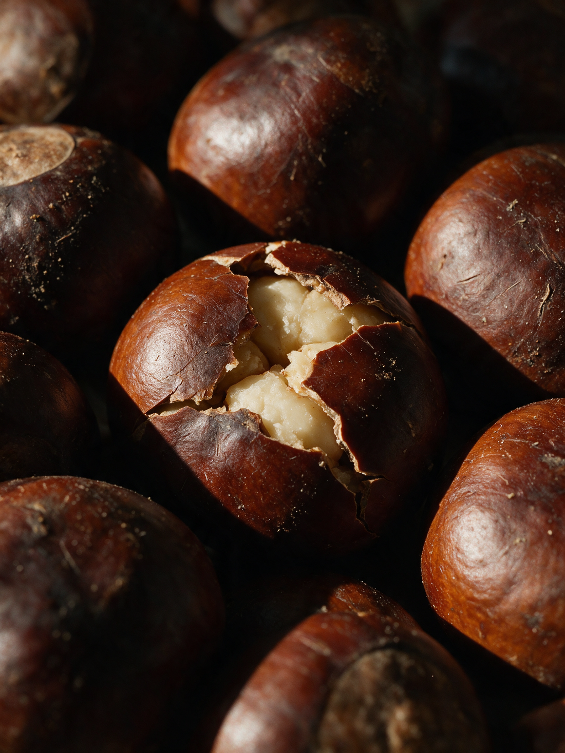 Horse chestnut seeds, glossy mahogany shells cracked open to pale kernels