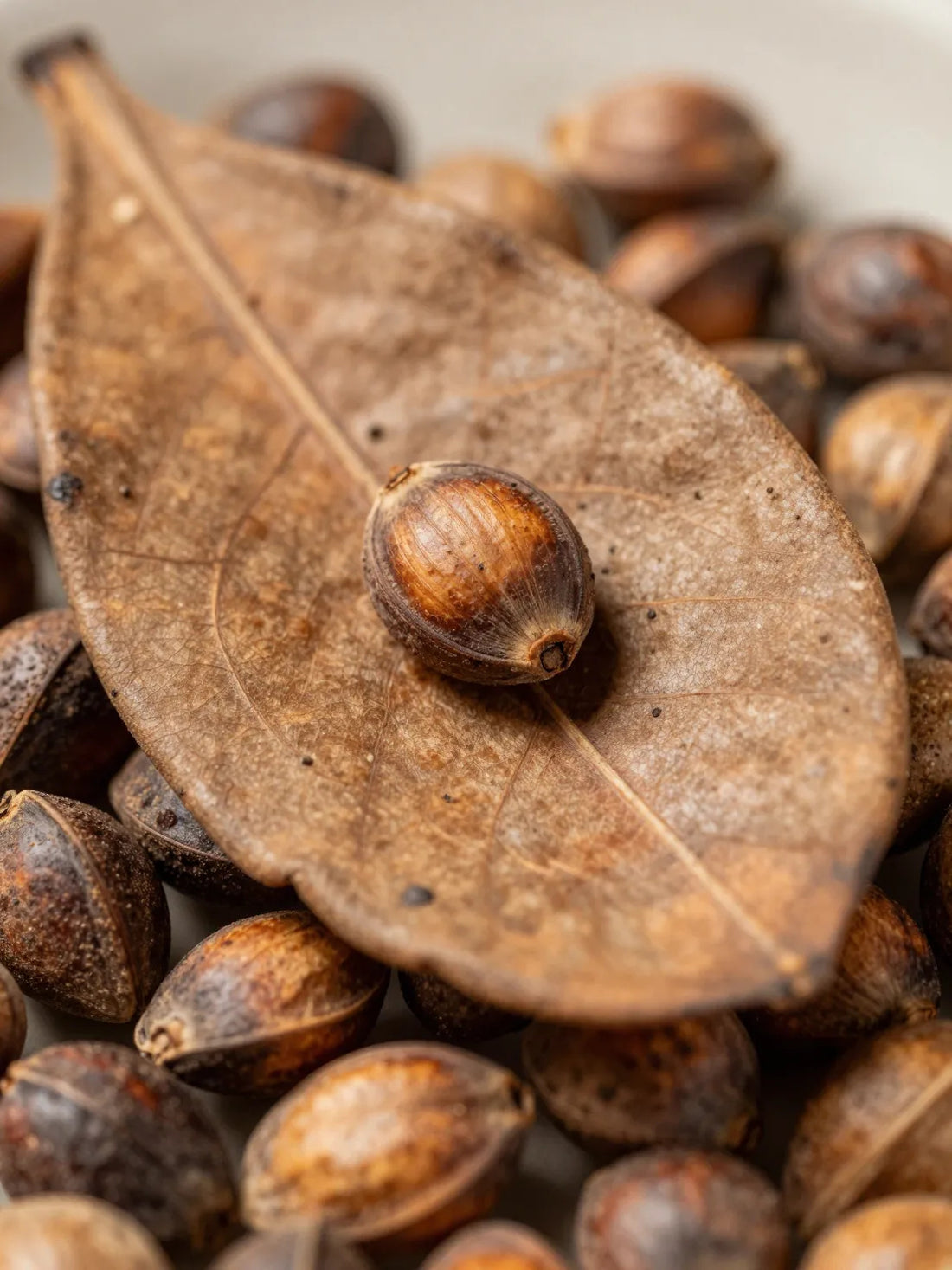 Theobroma Cacao seeds, close botanical macro, natural shell and surface detail, CERAMIDE BARRIER NIGHT CREAM