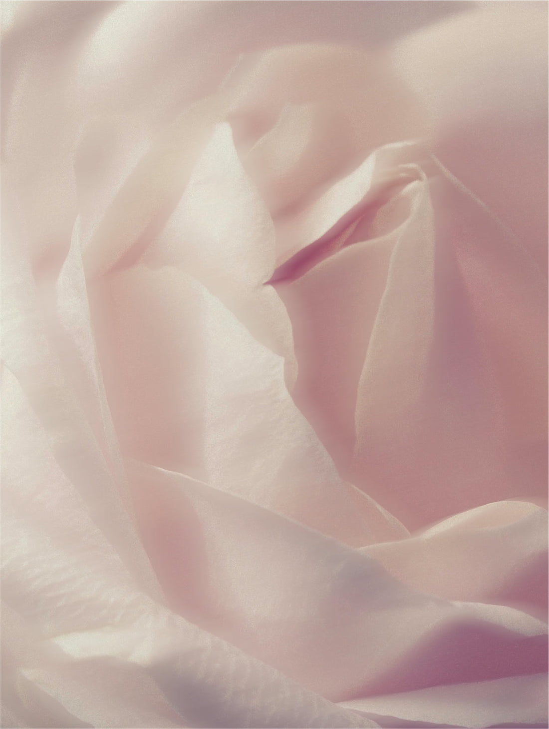 A pale bloom with layered petals, in soft focus, BOTANICAL SOOTHING CALENDULA CLEANSING FOAM