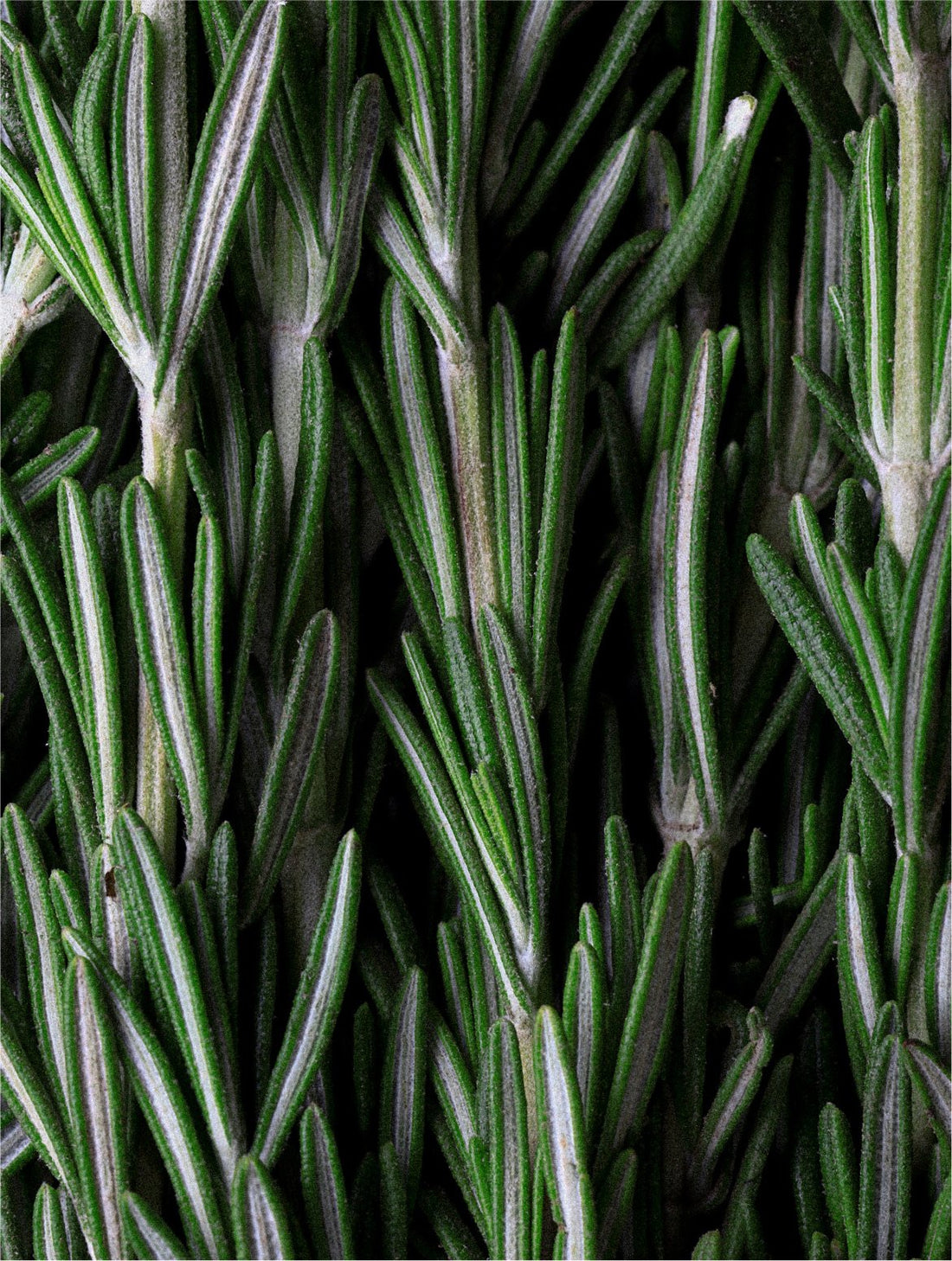 Fresh rosemary sprigs filling the frame, ROSEMARY MINT SCALP SCRUB
