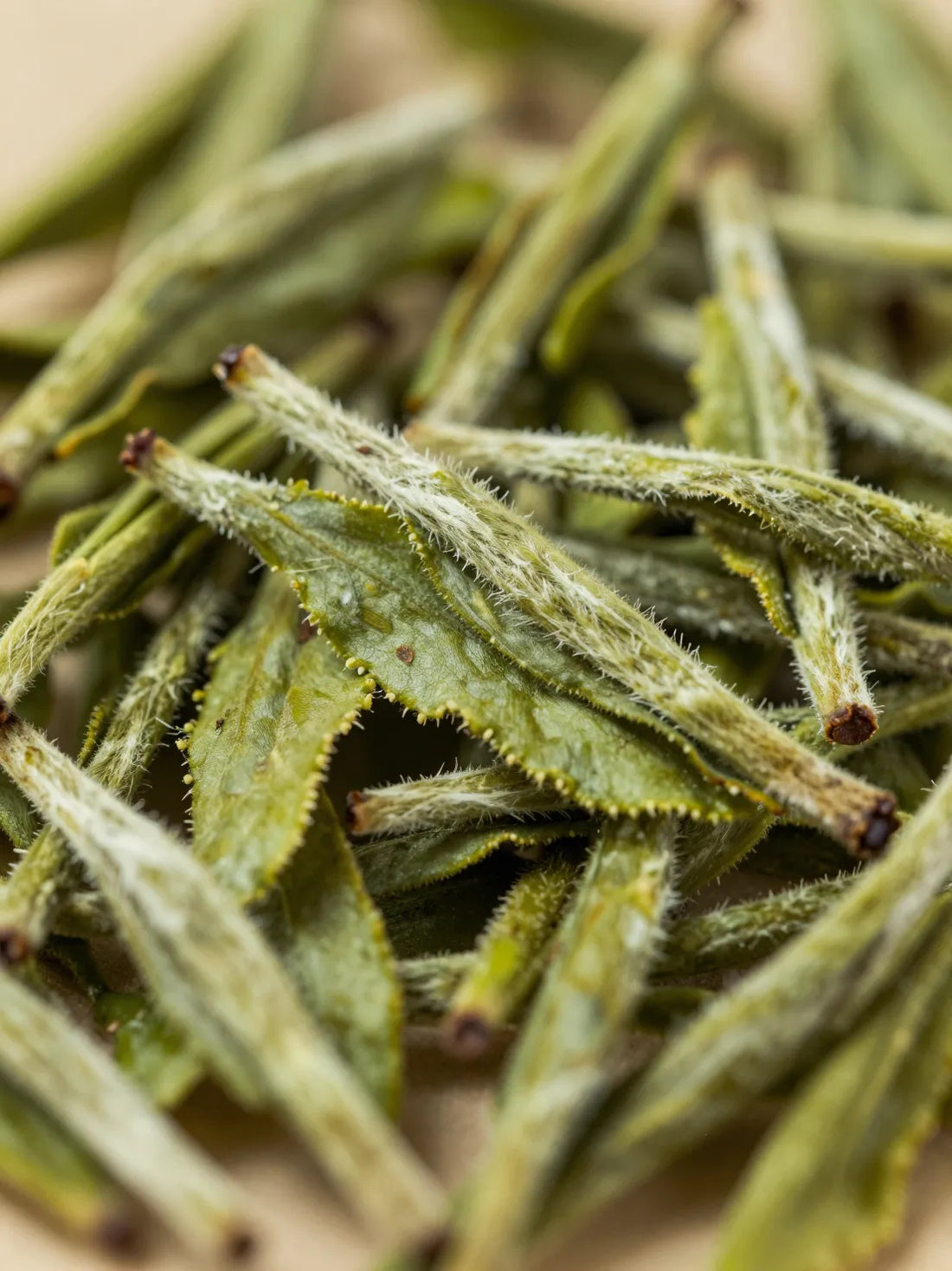 Fresh White Tea leaves, close botanical macro, fresh natural detail, HYALURONIC PREBIOTIC HYDRATING GEL