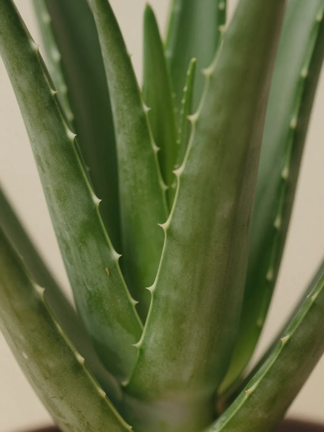 Whole Aloe fruit, close botanical macro, natural skin and colour variation, HIGH GLOSS SHAMPOO