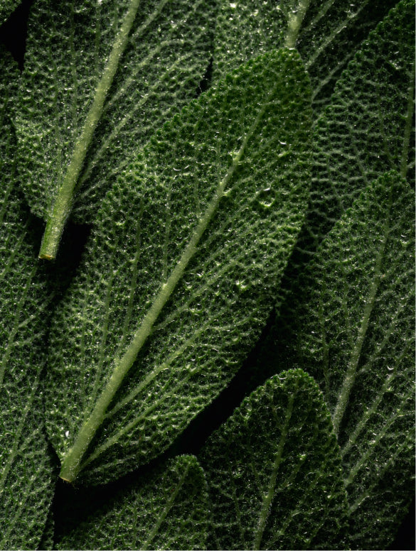 Broad pebbled herb leaves beaded with water, PEPPERMINT CEDAR BODY WASH