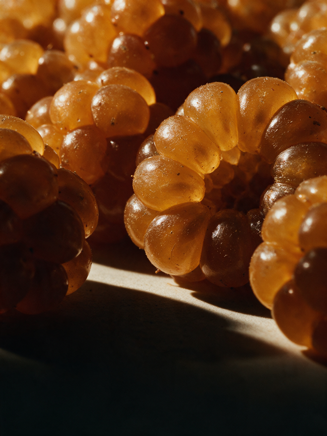 Ripe cloudberries, translucent amber drupelets heavy with juice