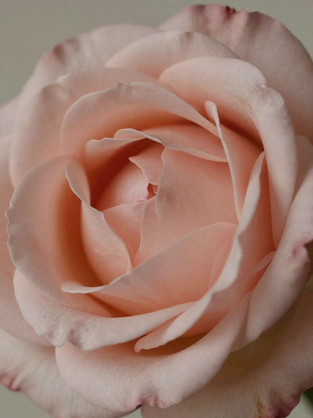 Rose flowers, close botanical macro, fresh natural detail, ROSA DAMASCENA HYDRATION ESSENCE