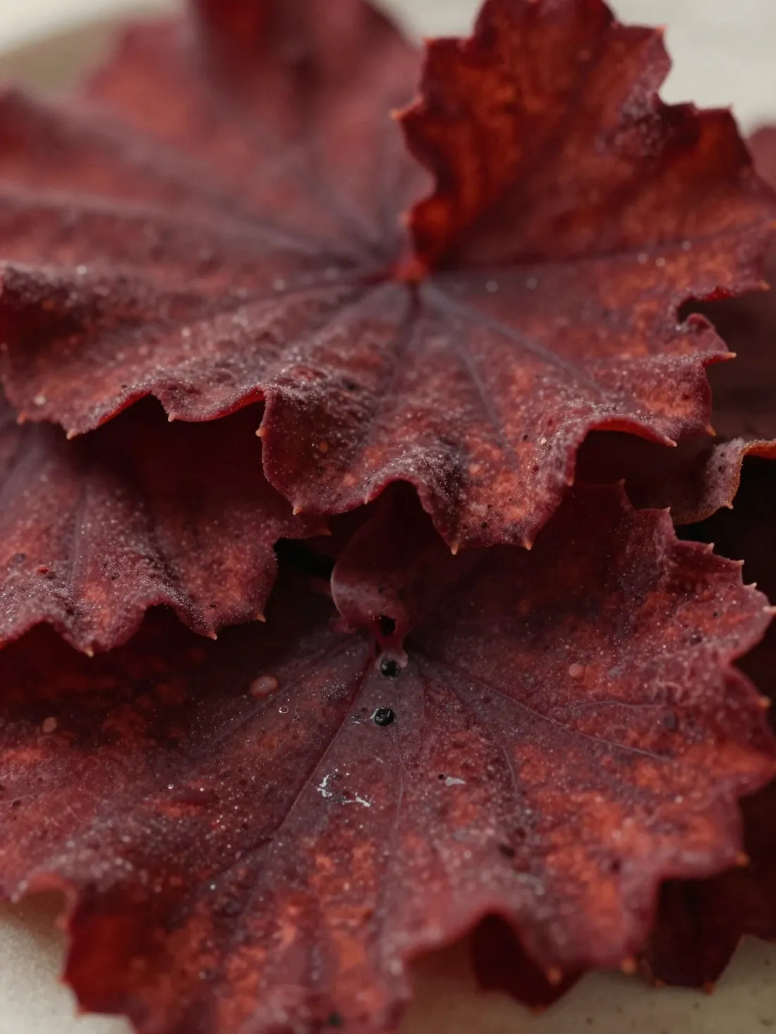 Red Algae, close botanical macro, natural detail, KERATIN SHIELD HAIR MIST