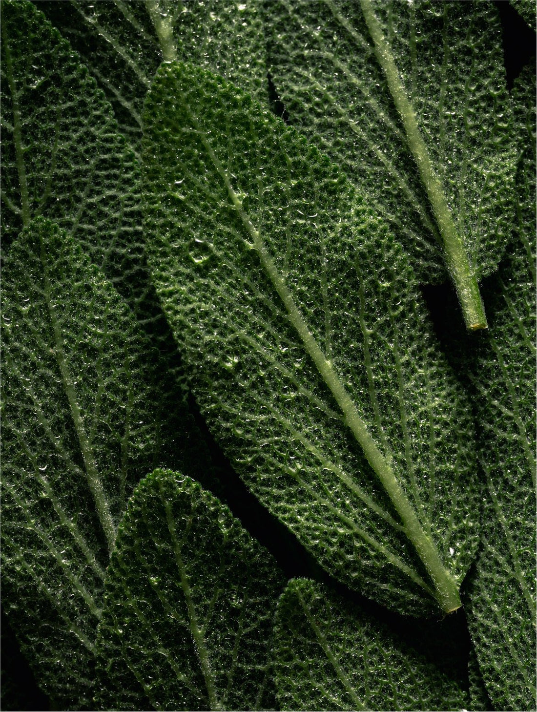 Broad pebbled herb leaves beaded with water, VOLUME CONDITIONER