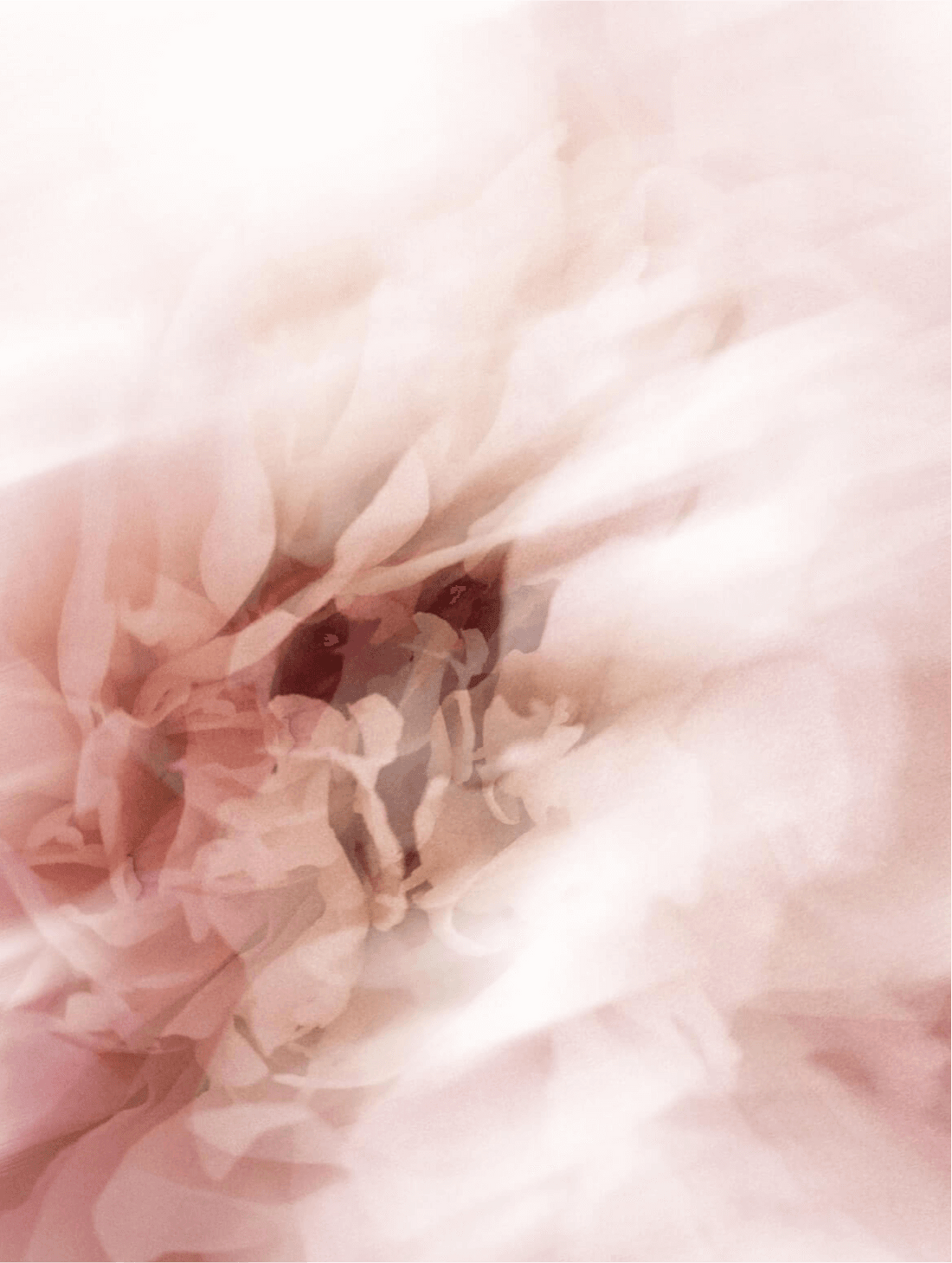 Blurred pink petals in soft focus, LIGHT HYDRATION DAY CREAM
