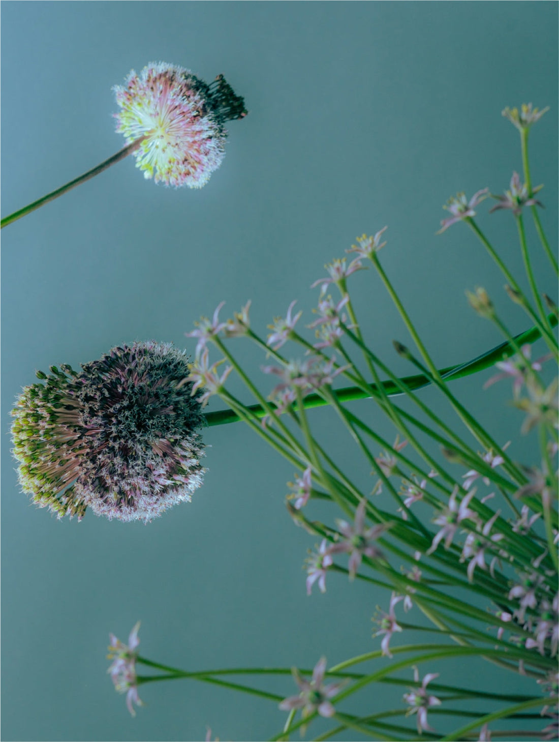 A round spiked seed head on a slender stem against a pale blue ground, BOTANICAL SOOTHING HYALURONATE MICELLAR WATER