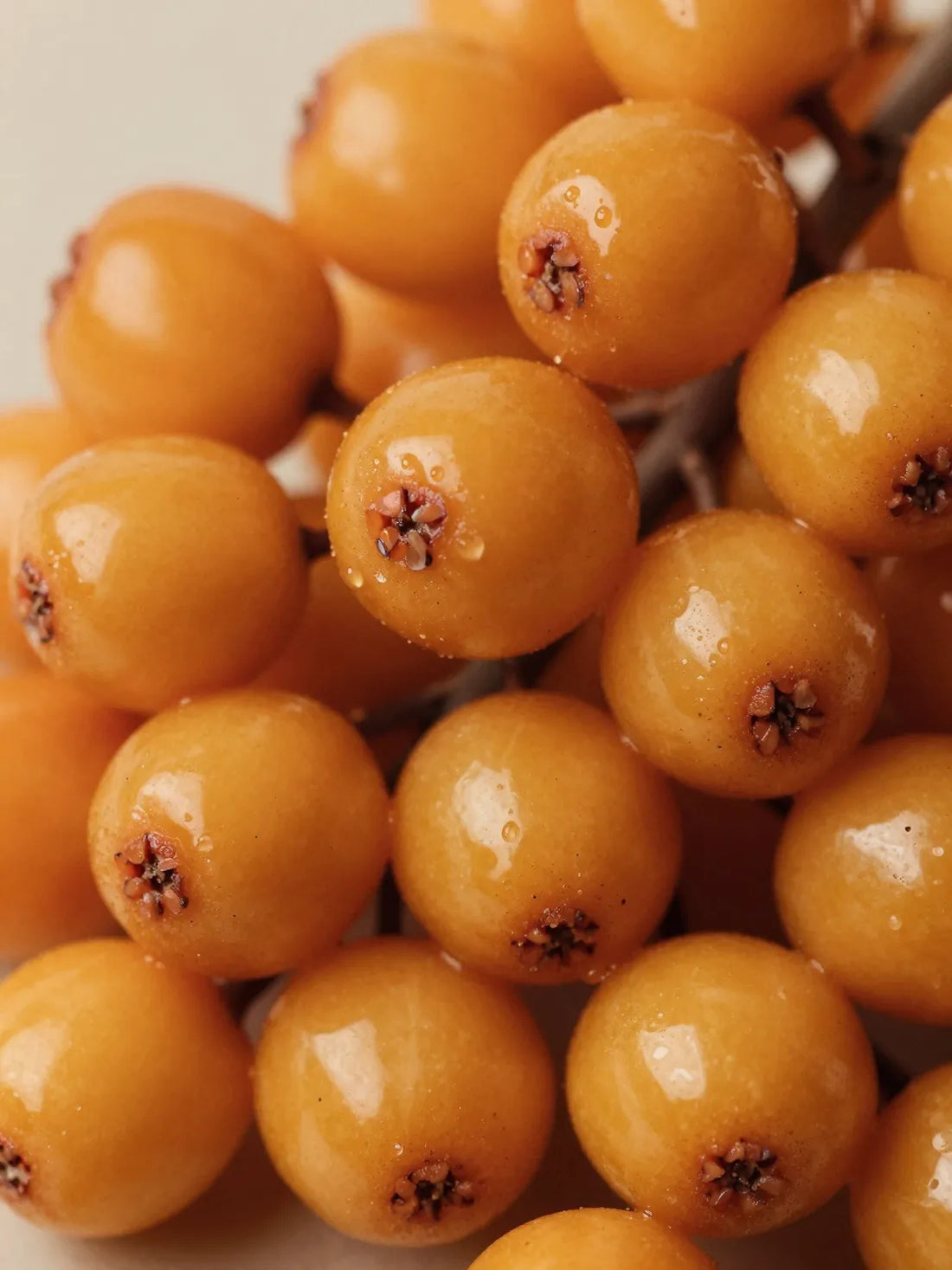 Whole Sea Buckthorn fruit, close botanical macro, natural skin and colour variation, SEA BUCKTHORN FACIAL OIL