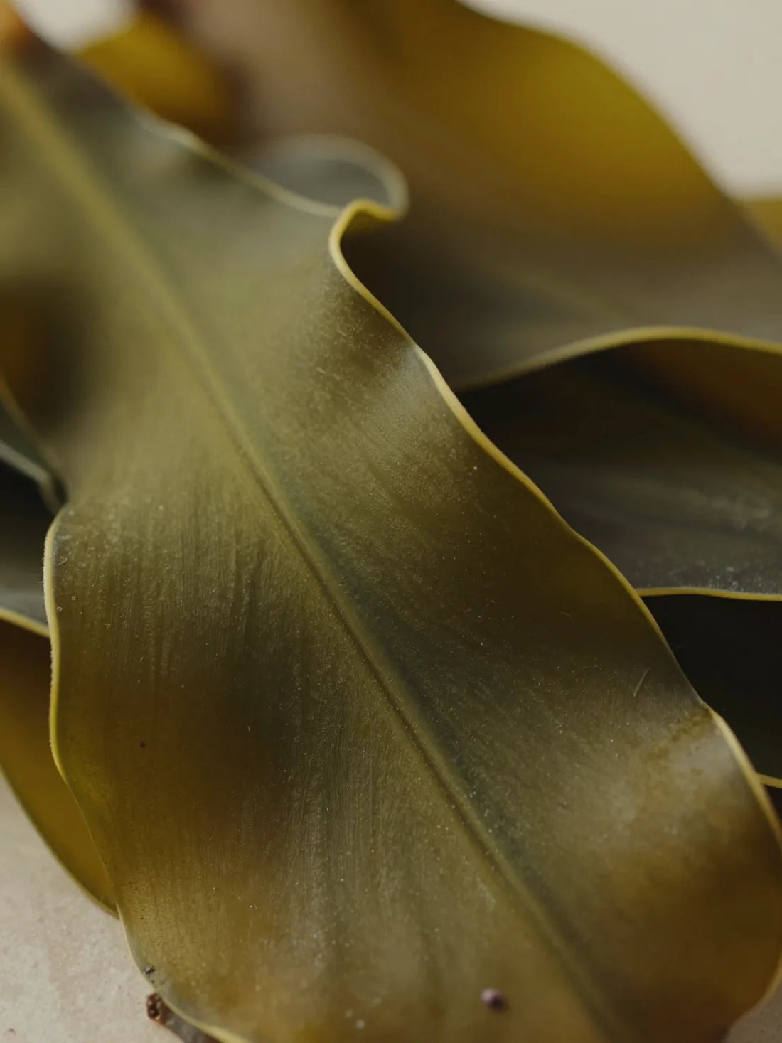 Norwegian Kelp, close botanical macro, natural detail, ALPHA-ARBUTIN BRIGHTENING SERUM