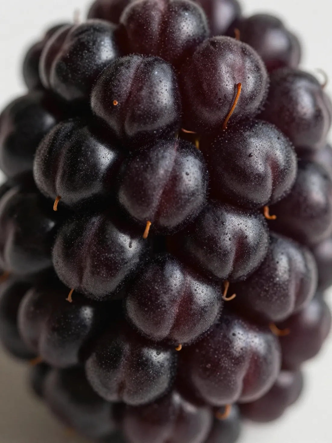 Whole Blackberry fruit, close botanical macro, natural skin and colour variation, BLACKBERRY BOTANICAL PURIFYING MOUSSE