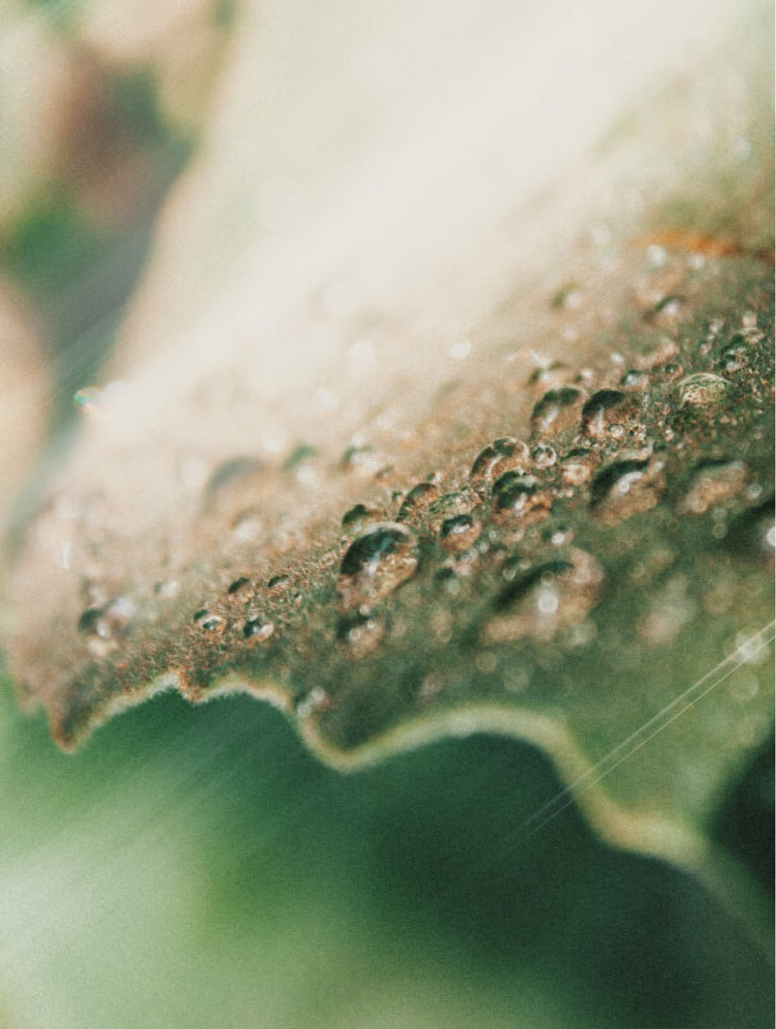 An ingredient of the formula, photographed up close, SALICYLIC CLARITY TONER