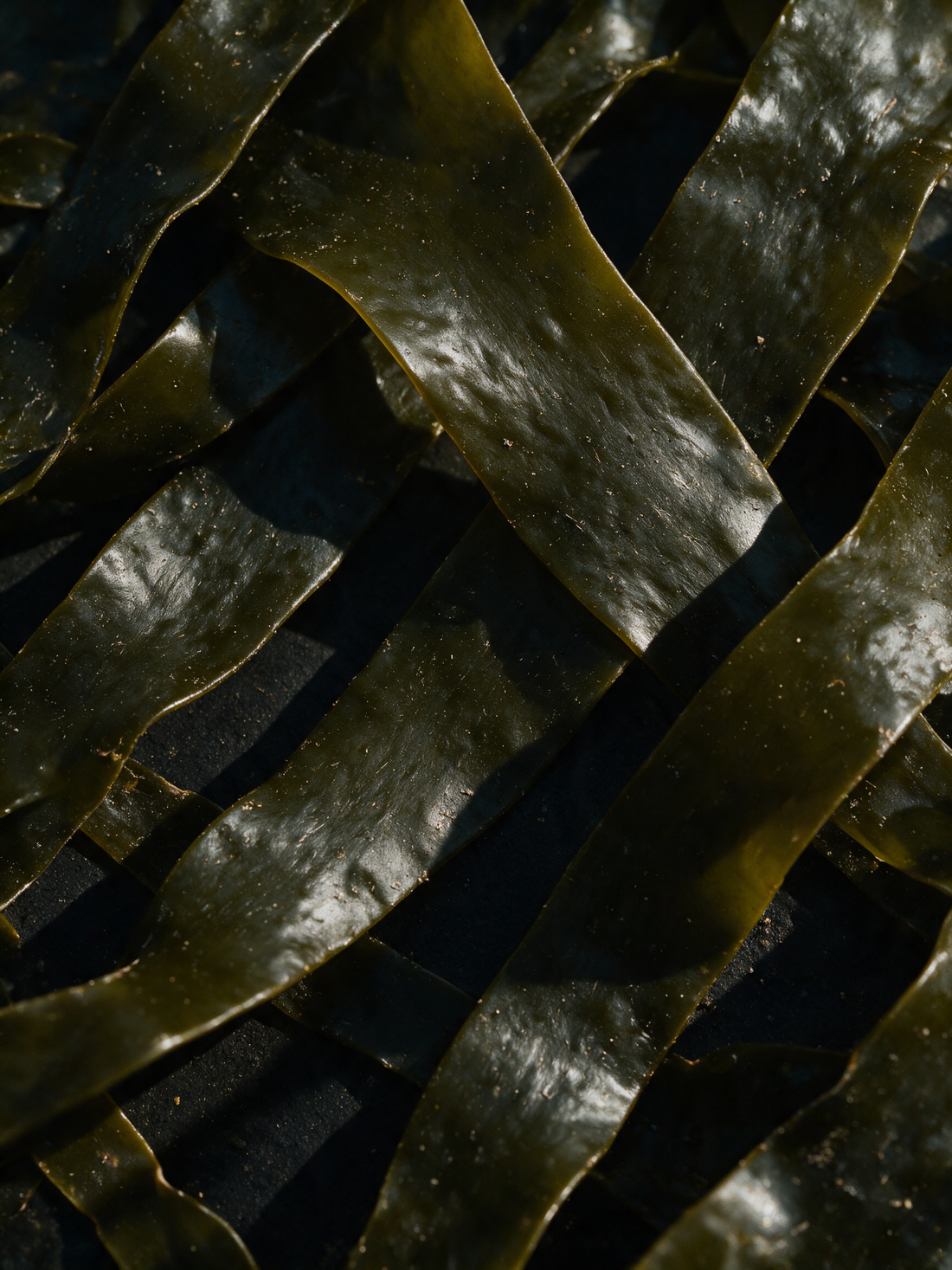 Deep-sea kelp fronds, glossy dark olive blades with fine surface ripple