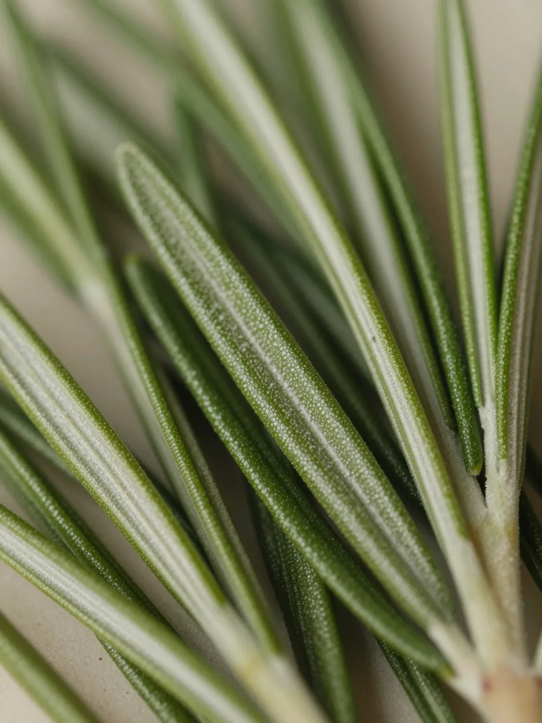 Fresh Rosemary leaves, close botanical macro, fresh natural detail, ROSEMARY MINT SCALP OIL