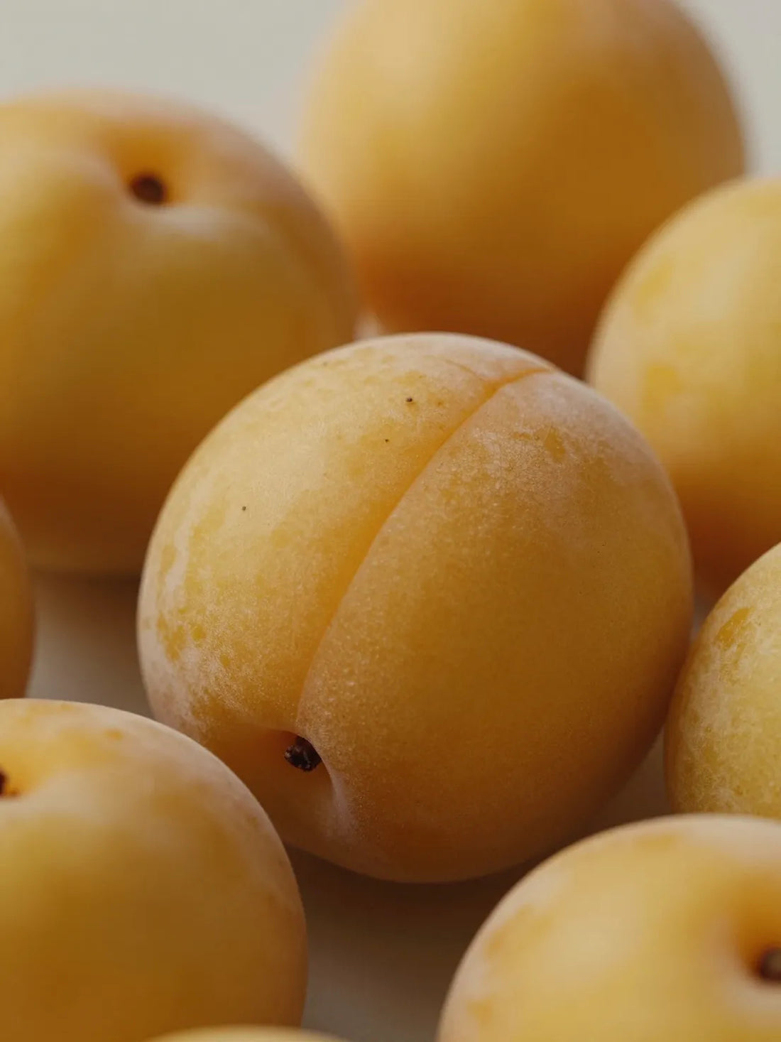 Whole Plum fruit, close botanical macro, natural skin and colour variation, SOOTHING SCALP SHAMPOO