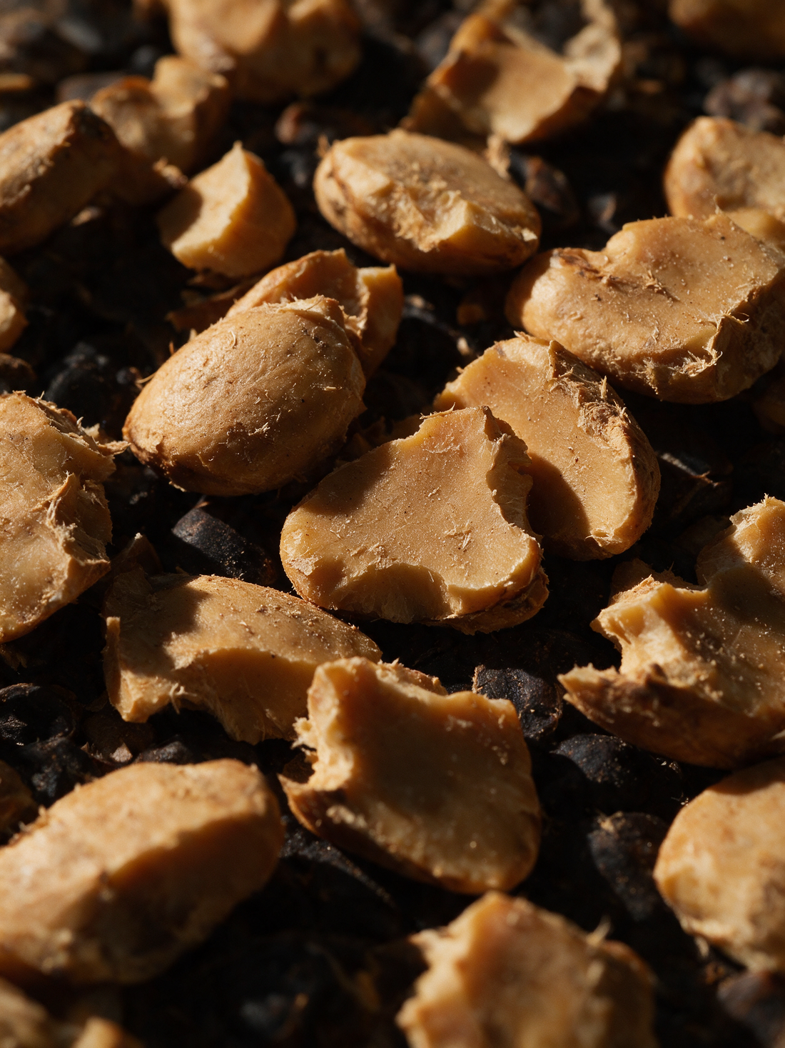 African mango kernels, ivory nuts broken from fibrous shells