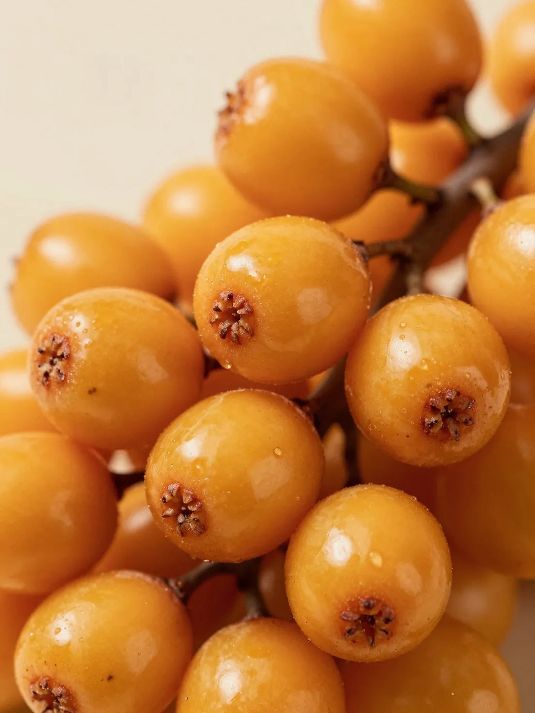 Whole Sea Buckthorn fruit, close botanical macro, natural skin and colour variation, REPAIR HAND CREAM AMBER