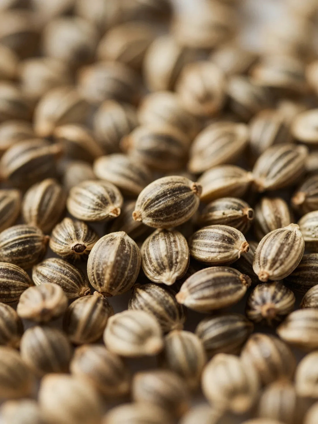 Raw hemp seeds, close botanical macro, natural shell and surface detail, CANNABIDIOL BEARD OIL
