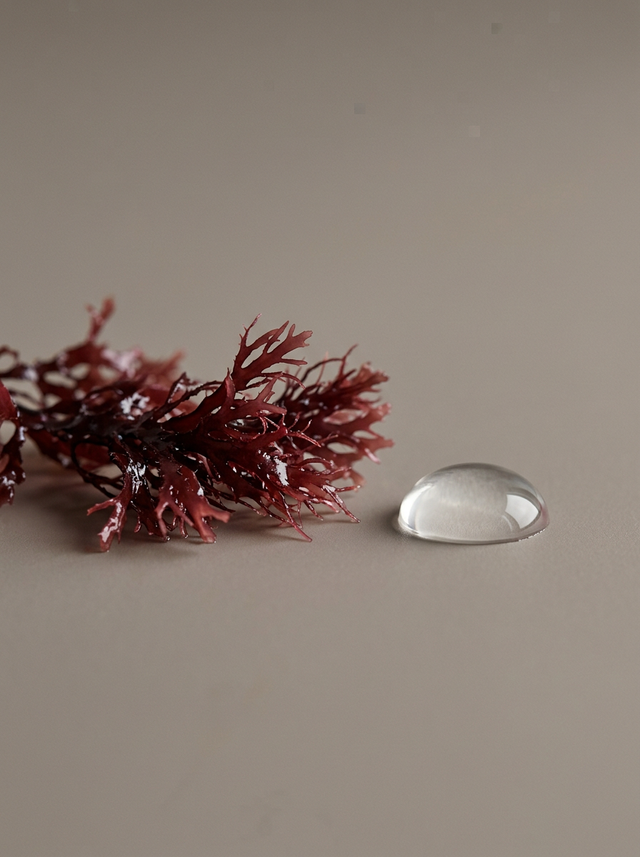 Red Algae