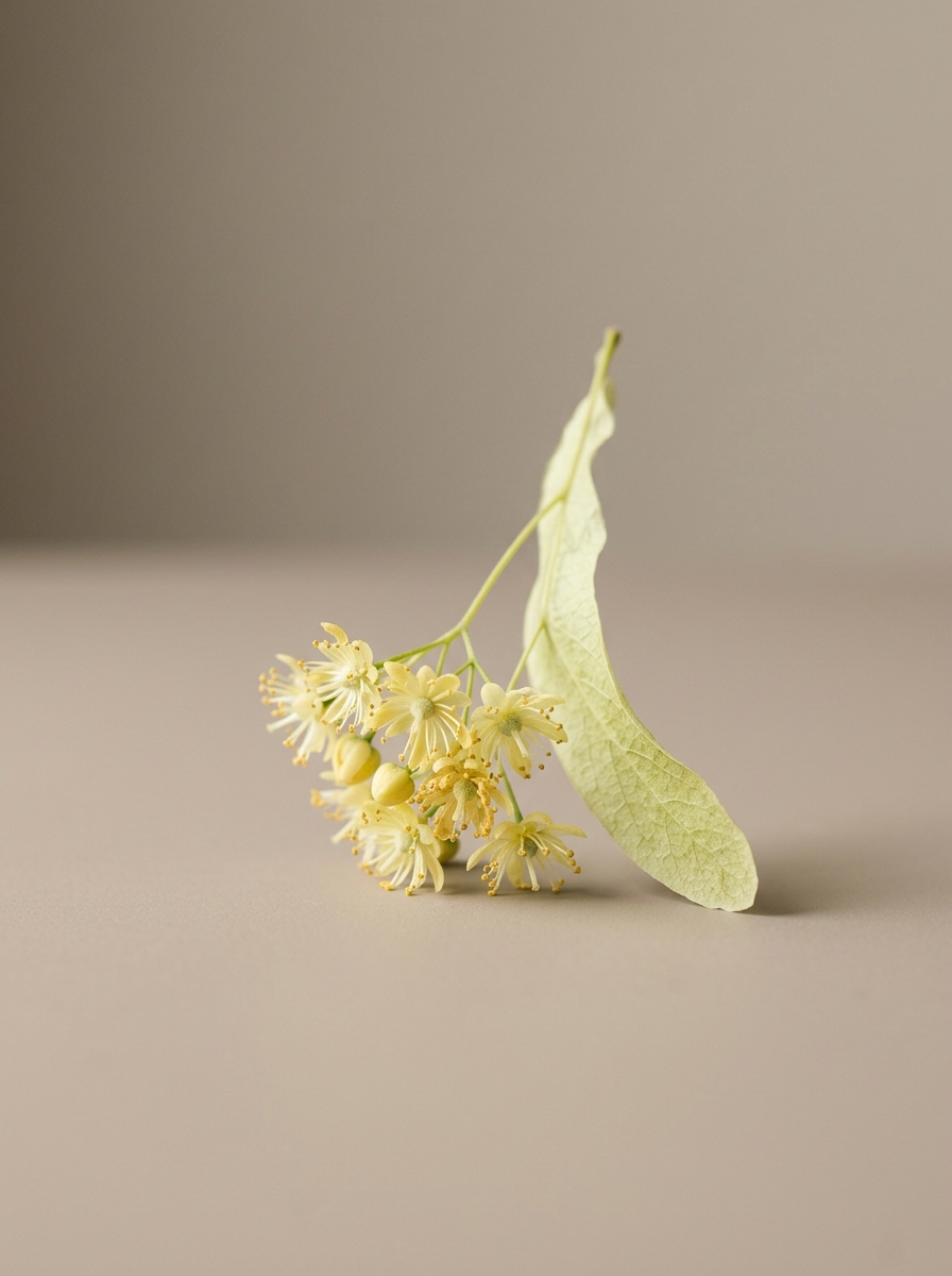Linden