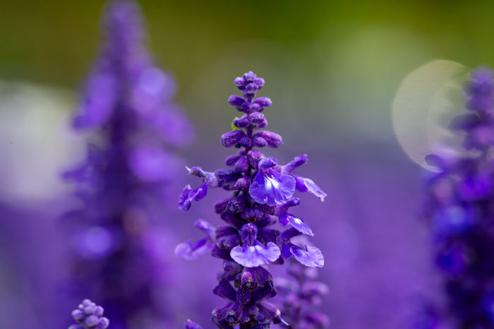 What Lavender Actually Does in Skincare