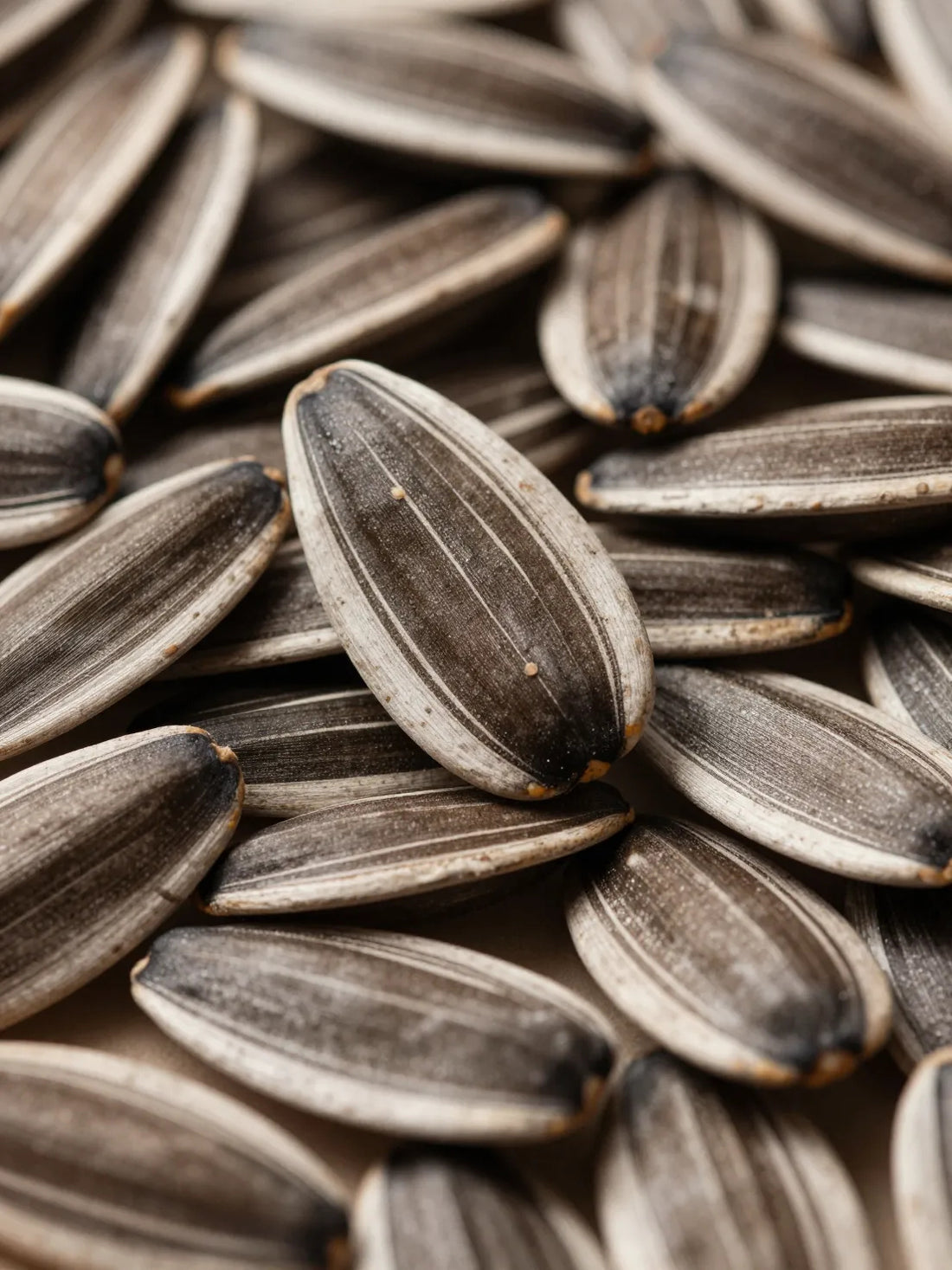 Sunflower seeds, close botanical macro, natural shell and surface detail, UREA RENEWAL BODY CREAM