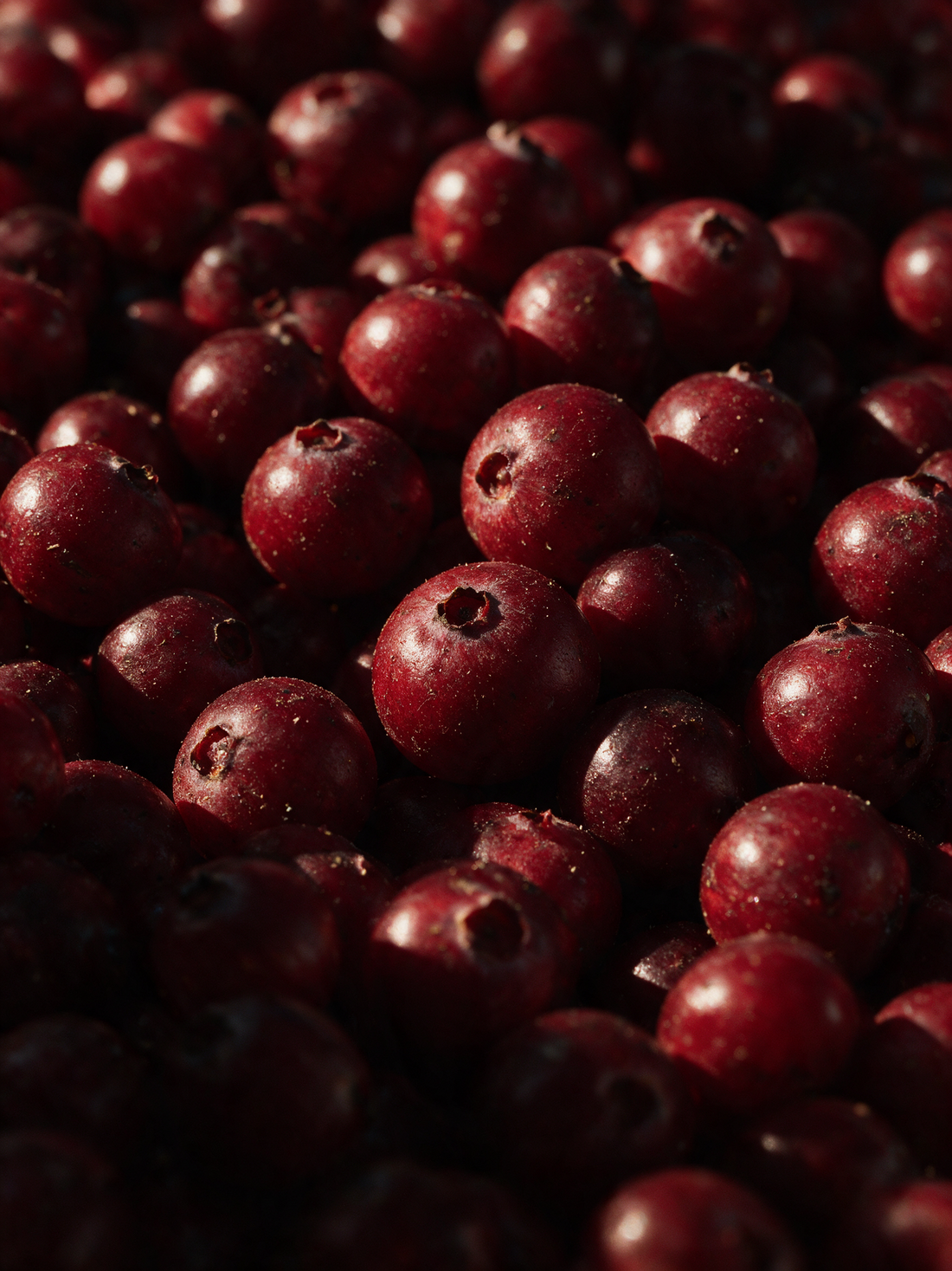 A dense heap of ripe lingonberries, deep crimson skins with tiny highlights