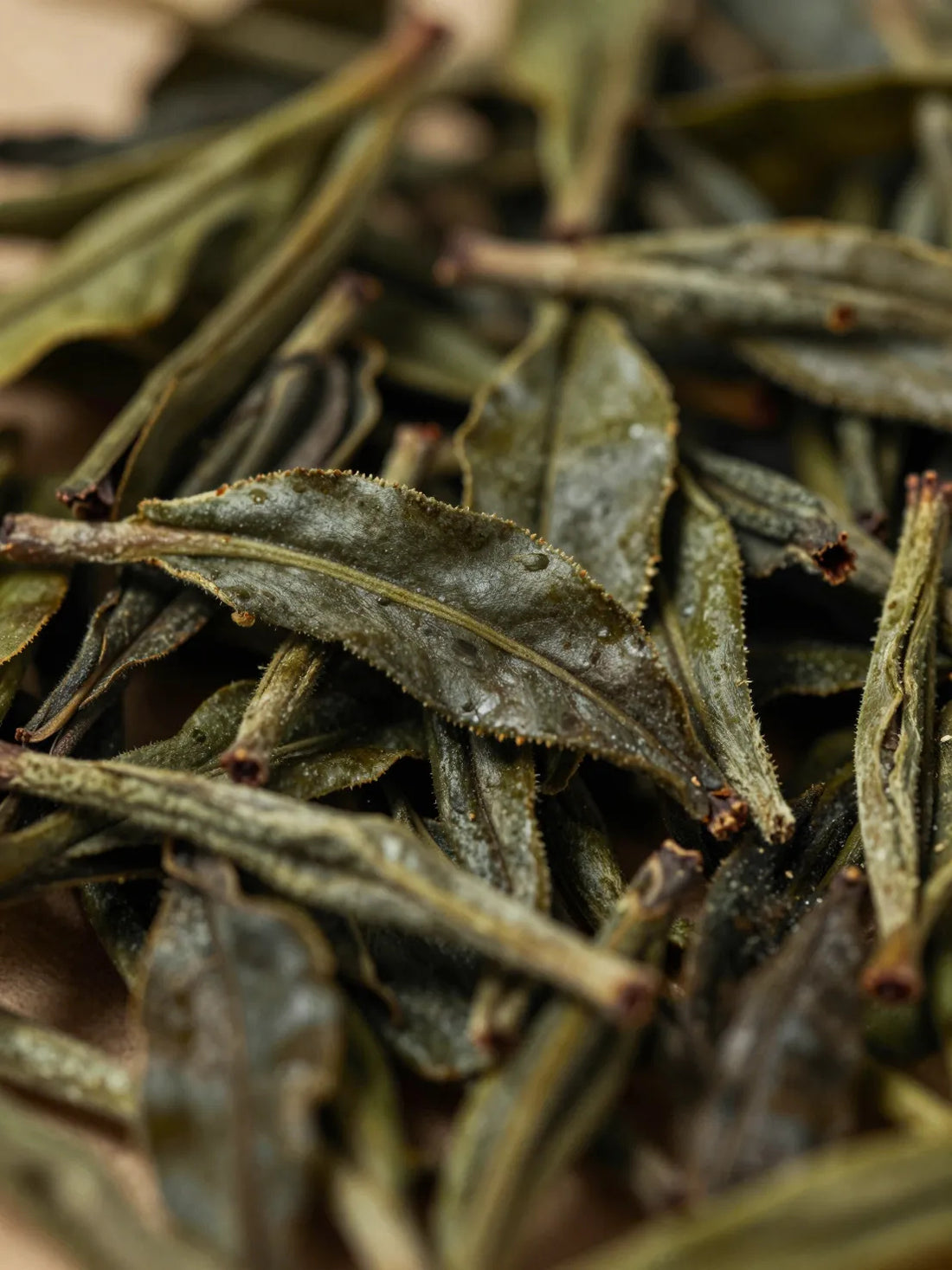 Fresh Black Tea leaves, close botanical macro, fresh natural detail, KAOLIN PURIFYING CLAY MASK