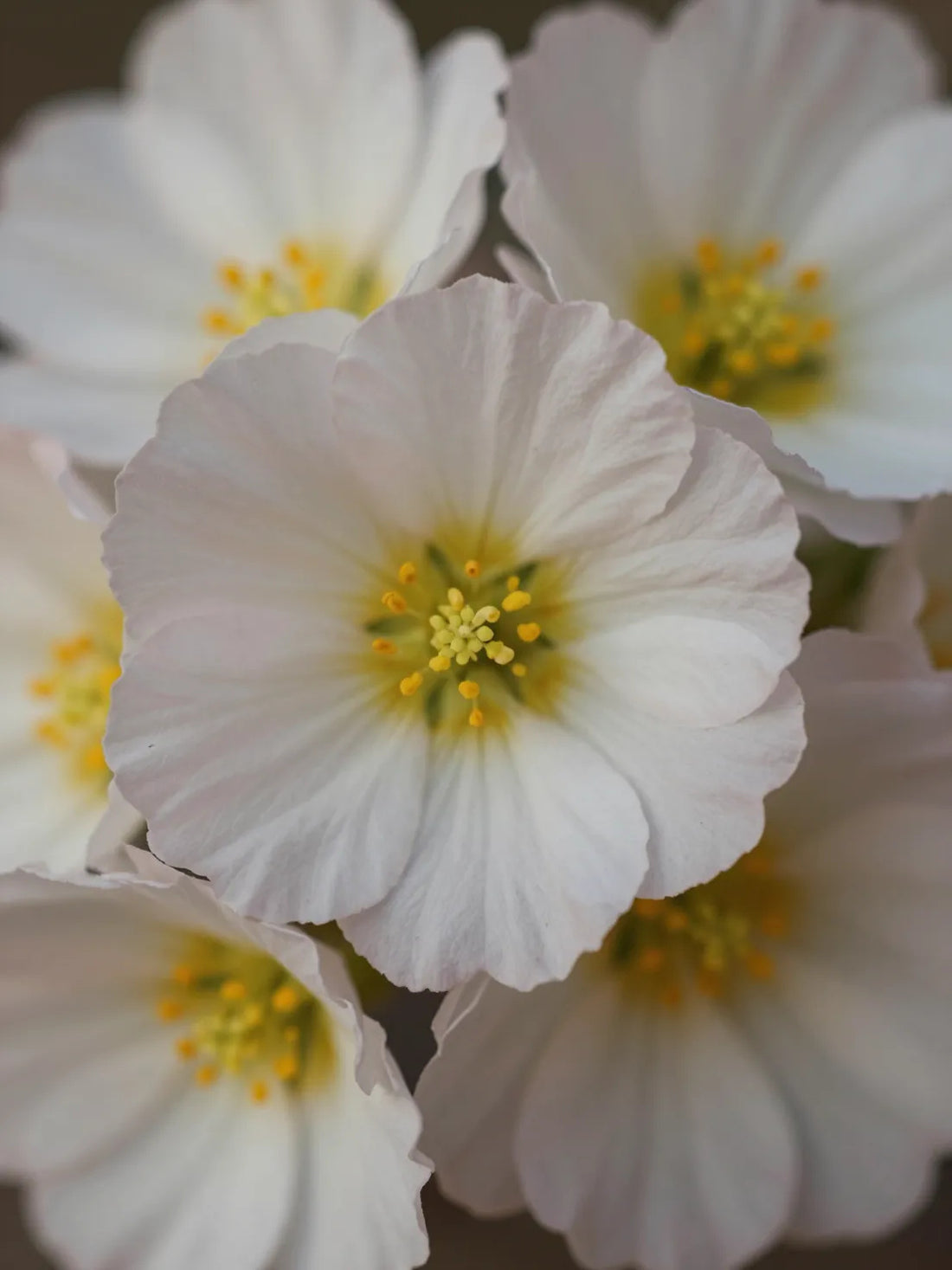 Evening primrose flowers, close botanical macro, fresh natural detail, CELLULAR ANTI-AGING BAKUCHIOL RENEWAL OIL