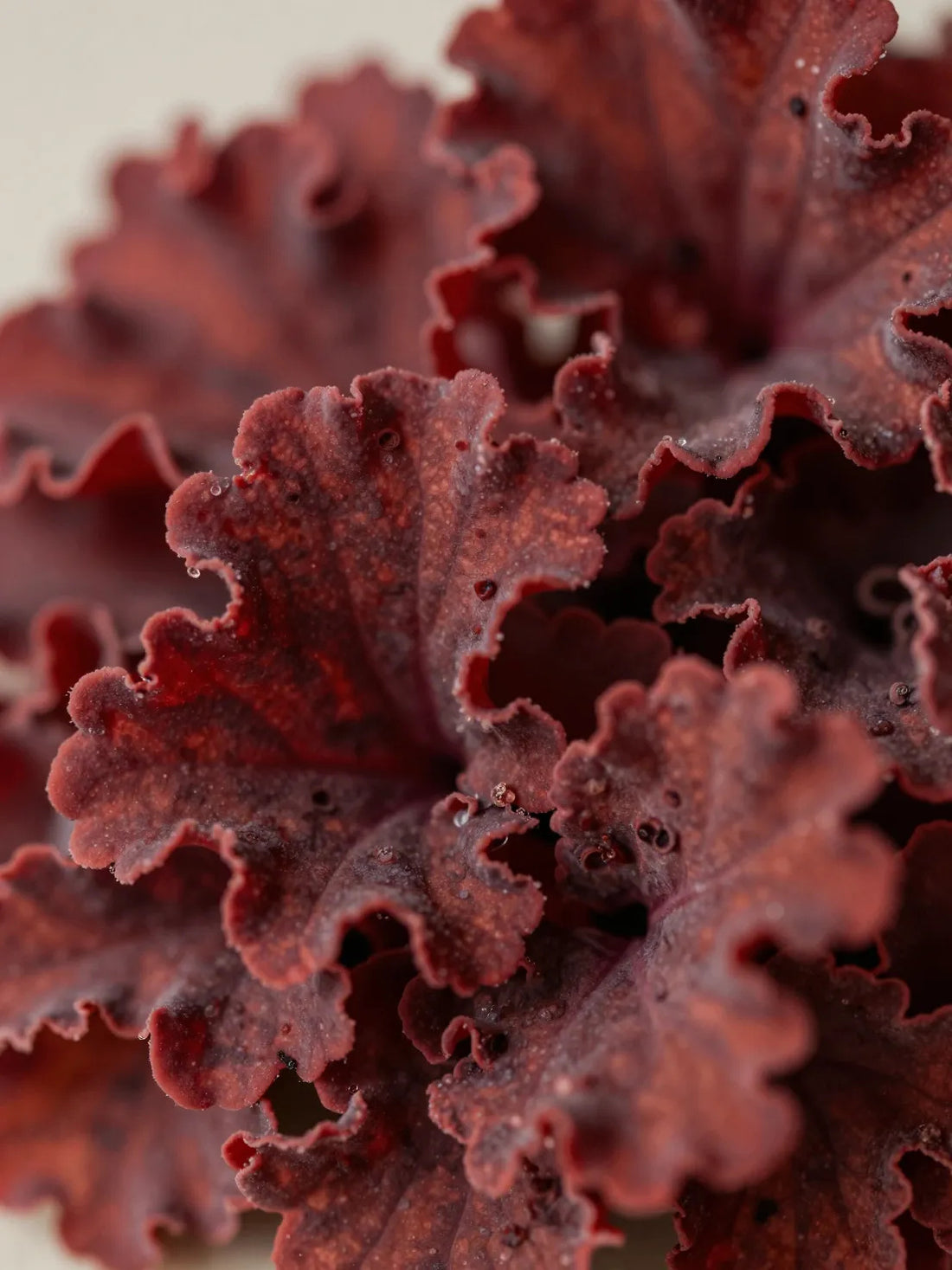 Red Algae, close botanical macro, natural detail, RHODOPHYCEAE HYDRATION MOISTURISER
